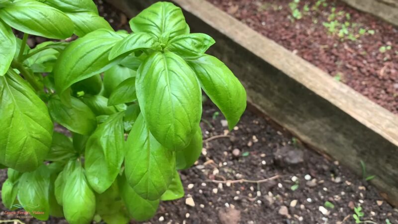 Basil Leaves